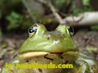 /home//u458753944/public_html/sourcegallery//Frogs/Bullfrogs 2016-08 Ontario/P8140084.JPG